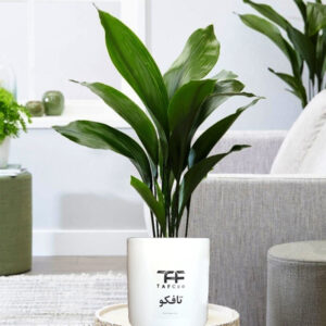 گیاه طبیعی برگ عبایی تافکو کد 1x