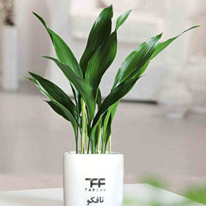 گیاه طبیعی برگ عبایی تافکو کد 1x